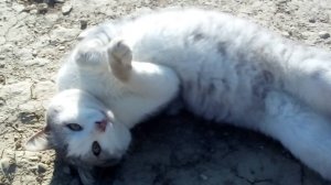 Огласите весь список, пожалуйста...😎📽🎬🎞😺