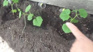 НА КАКОМ РАССТОЯНИИ ВЫСАЖИВАТЬ ОГУРЦЫ? Ольга Чернова.