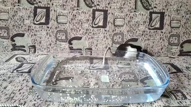 Купание крыс. Первое купание || Bathing rats смотреть онлайн