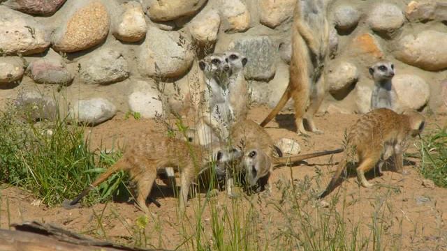 зоопарк 05 июня 2012 г.wmv смотреть онлайн