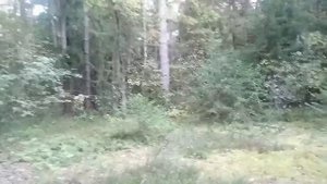 Поход за грибами в Брянский лес Грибалка  удалась !!! Грибочки Пошли полным ходом.