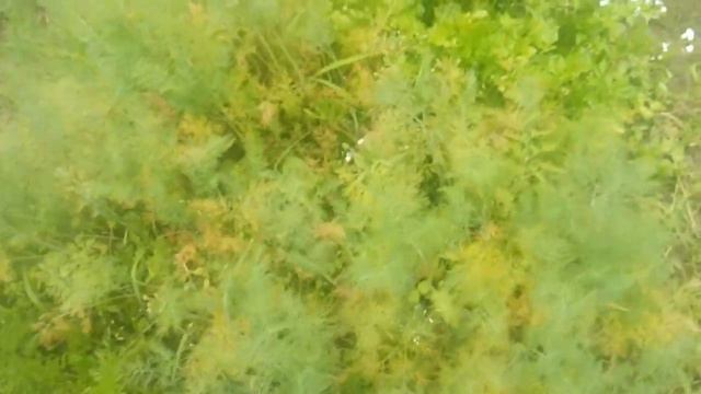 VLOG № 64 Мои изменения в огороде 13.07.2019 смотреть онлайн