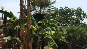 Вилла, дом в Италии | Купить виллу в Лигурии