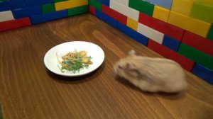 КАК ПРОРАСТИТЬ ТРАВКУ ДЛЯ ХОМЯКА ЧАСТЬ #2 🌱 ТРАВКА ДЛЯ ХОМЯКА И ПОПУГАЯ | ПРОСТОЙ СПОСОБ #ПИТОМЕЦ