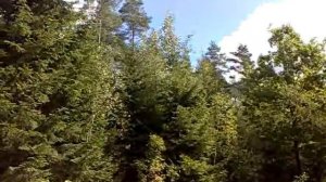 Подорлик?.mp4