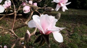 Two Magnolias comparison - Caerhays