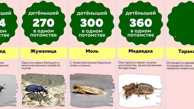 Сравнение: Самые плодовитые животные в мире | Максимальное число детёнышей в одном потомстве смотреть онлайн