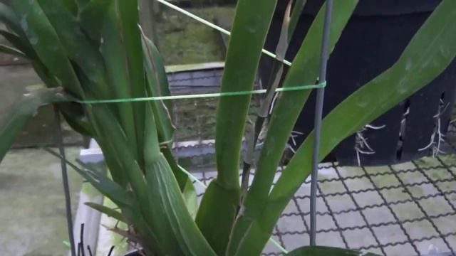 oncidium green valley honey 'sweet lady' смотреть онлайн