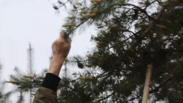 Сбор молодой сосновой шишки