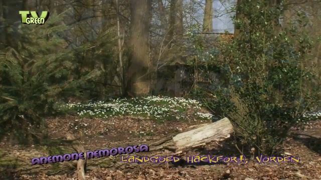 bosanemoon - anemone nemorosa - landgoed Hackfort смотреть онлайн