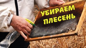 Как спасти рамки от плесени?! #пчеловодство #мед #пасека