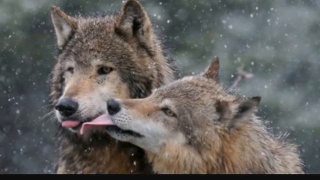 Даже животные умеют любить!!!! *_* смотреть онлайн