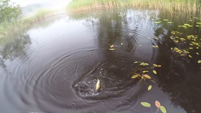 деревня Ромашки - рыбалка в протоках Вуокса-Вирта на спиннинг 07.07.19 смотреть онлайн