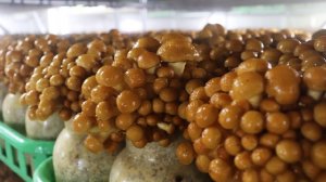 Грибная ферма, которую вы никогда не видели-Намеко,Линчжи,выращивание императорских устричных грибов