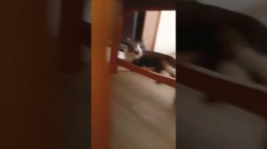 кошка поймала мышь 🐭