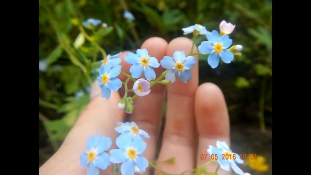 Херувимская песнь. Лапаев Г.Н. Двухголосье для маленького церковного хора (by Marfa Ercolan) смотреть онлайн