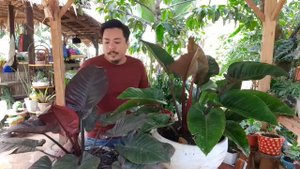 DIFFERENCE BETWEEN BLACK CARDINAL AND ROJO CONGO PHILODENDRON. | PHILODENDRON | PLANT TUBE.