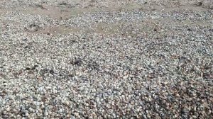 Трест который лопнул