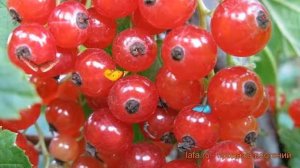 Смородина красная Сахарная (ribes rubrum saharnaia) ? обзор: как сажать, саженцы смородины Сахарная