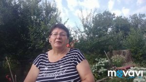 Розы в августе. Чем подкормить?