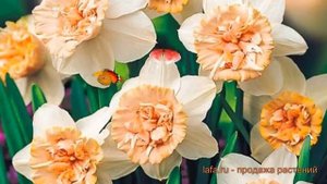 Нарцисс махровый Рози Клауд (narcissus nartsiss) ? обзор: как сажать, луковицы нарциссы Рози Клауд