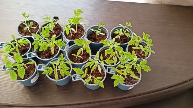 Уход за рассадой томатов.Как предотвратить вытягивание рассады.15.03.2022 смотреть онлайн