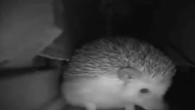 Ёжик чихнул | Ёжик чихает пол часа и разносит хату смотреть онлайн