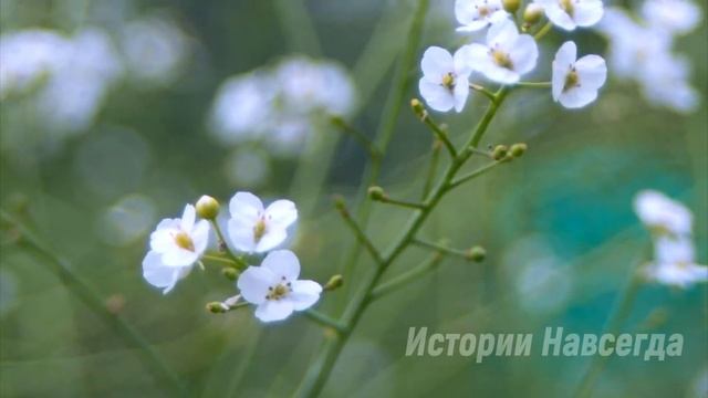 Жена сразу поняла, что у мужа есть другая, когда увидела это… смотреть онлайн