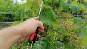 Виноградный куст, отстающий в росте и развитии. Как помочь?! Способ есть.... Часть 2
