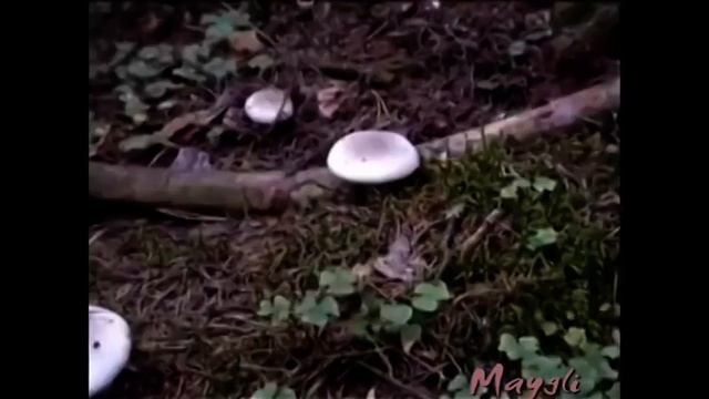 Ведьмин круг рядовок дымчатых. Грибы Говорушки. смотреть онлайн