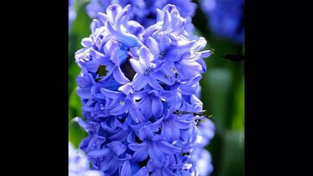 #Гиацинт1 #Цветы Садовые77 Декоративные растения смотреть онлайн