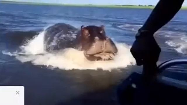 Гиппопотам быстрее или Скорость охотника смотреть онлайн