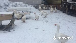 Сроки ЯЙЦЕКЛАДКИ гусей Линда
