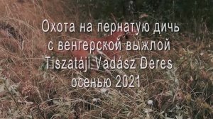 Охота с венгерской выжлой осенью 2021 года