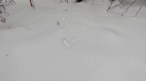 Первая дальняя поездка в лес на снегоходе Ирбис SF200