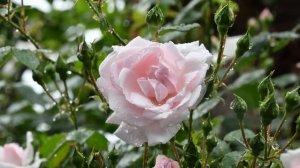 Интересные истории. Жизненные истории. Истории для души. Увлекательные истории. Рассказы.