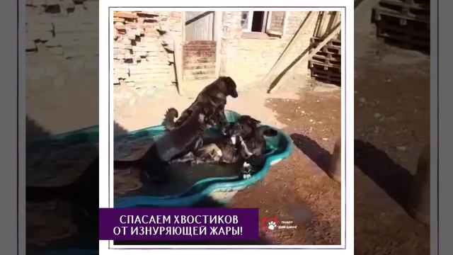 СПАСАЕМСЯ ОТ ЖАРЫ В ПРИЮТЕ «Дом Добра»