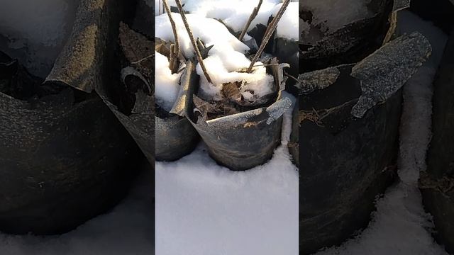 инжир кадота гибрид саженцы зкс зимают на улице 23г смотреть онлайн