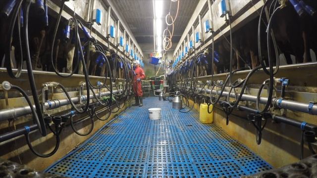 Работа в Европе. Молочная ферма в Дании