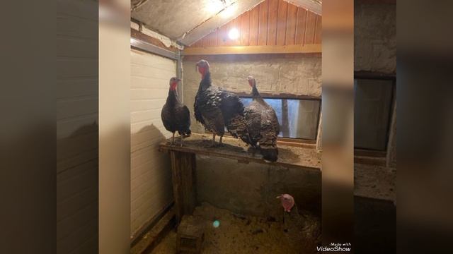 VID-20230508-WA0024.mp4 🌿 НАЧАЛО СЕЗОНА- МОИ НОВОСТИ🌿
