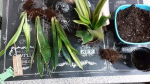 Моя Новиночка❤Красотка Сансевиерия Golden Flame?(Был один горшок - стало четыре)??