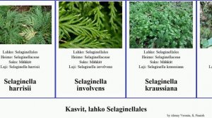 Kasvit, lahko Selaginellales plants sinensis rossii hansenii erythropus Peikonmähkä lyallii Chris