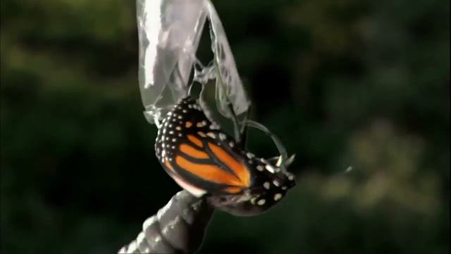 Как устроен мир или в чем смысл жизни? Ответы на все вопросы смотреть онлайн