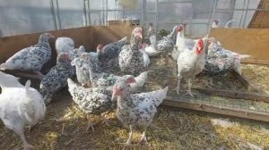 Пушкинские куры. Ответ Вахрамеева А. Б. Отбраковка по окраску.