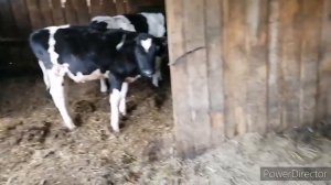 Бычки в 4 месяца