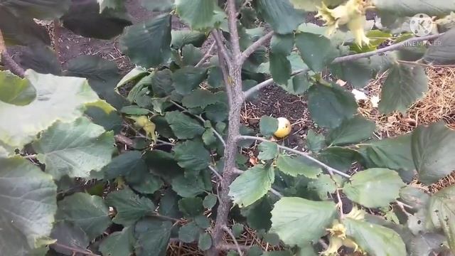 Фундук Сорт Керасунд круглий. Описание сорта смотреть онлайн