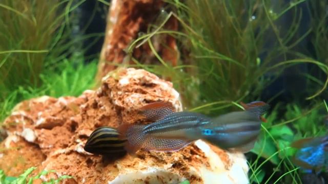 Trichopsis pumilus HD смотреть онлайн