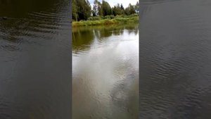 Ловля карпа на сеть