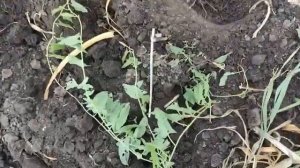 Уборка чеснока мотоблоком