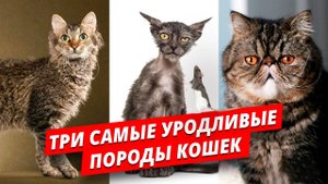 Три самые уродливые породы кошек. Рейтинг кошек от Полины и Сени.